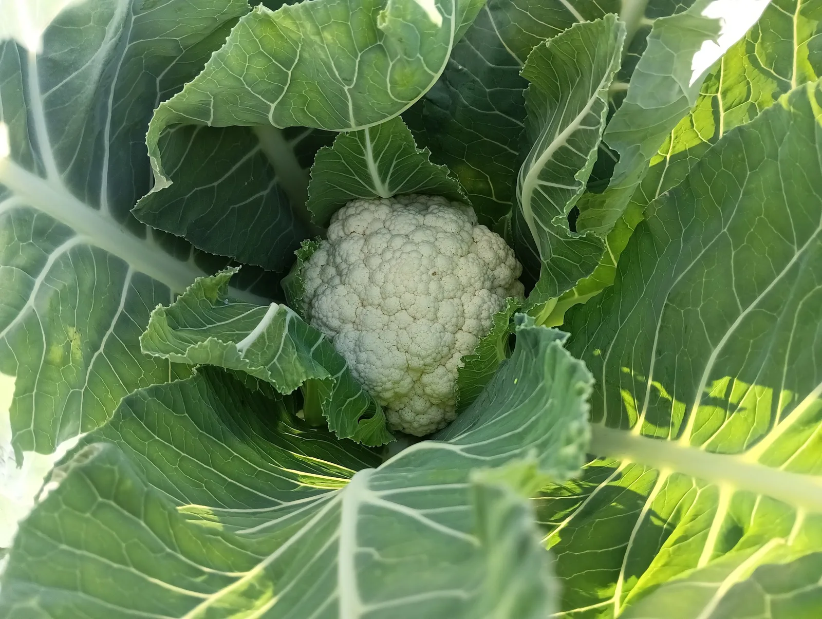 Karfiol im Blattkranz, frisch im Feld