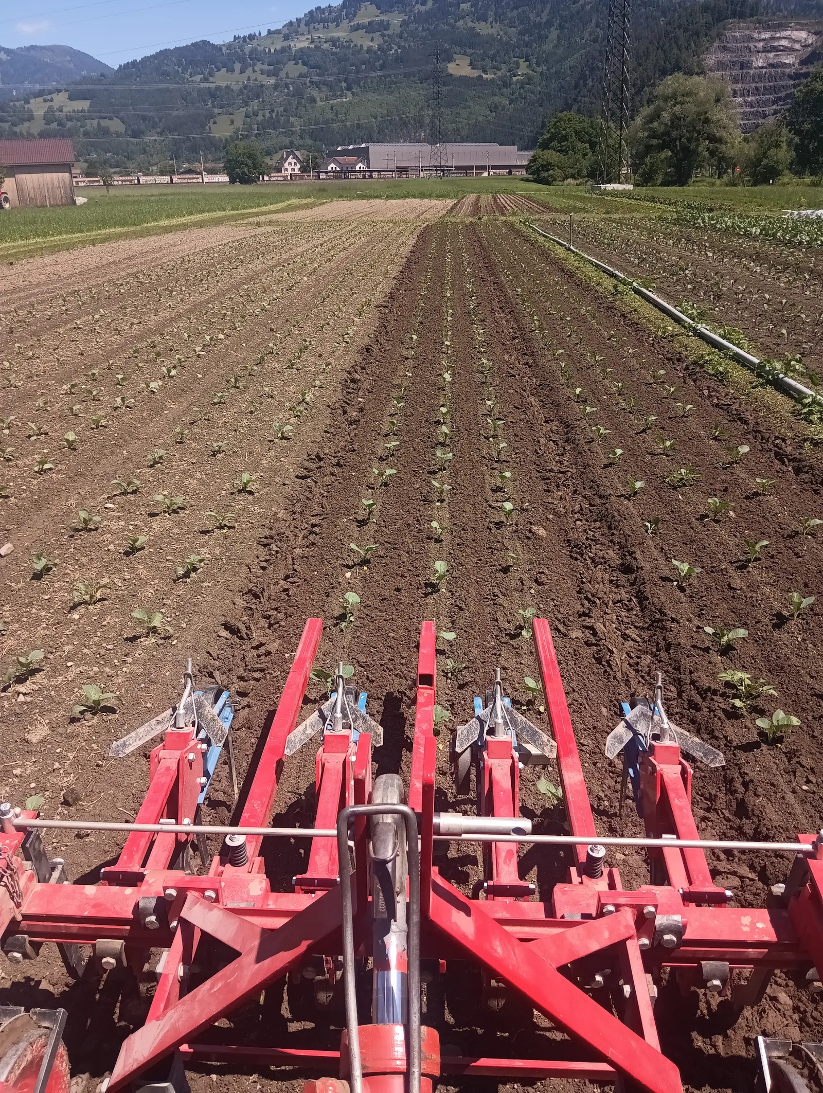Hackgerät über den Gemüsereihen, Blick über das Feld ins Tal